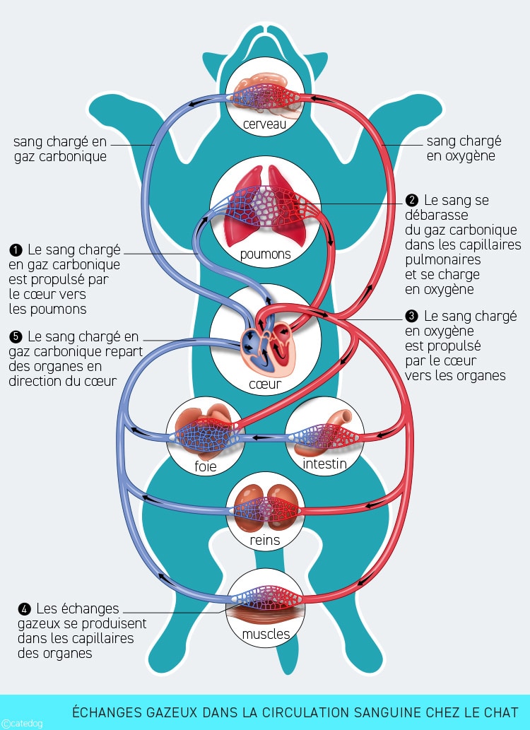 Anatomie cardiovasculaire, circulation sanguine et échanges gazeux chez le chat