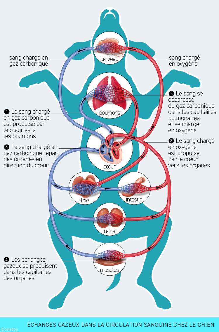 Anatomie cardiovasculaire, circulation sanguine et échanges gazeux chez le chien