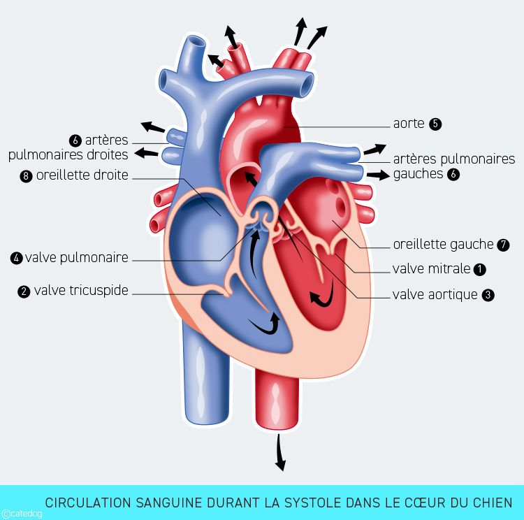 Anatomie cardiovasculaire et systole dans le cœur du chien