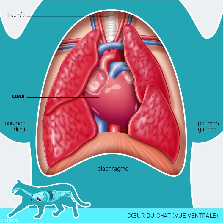 Anatomie cardiovasculaire et cœur du chat