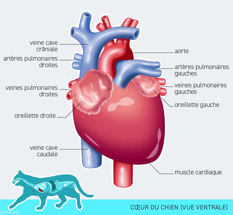 Anatomie cardiovasculaire et cœur du chat