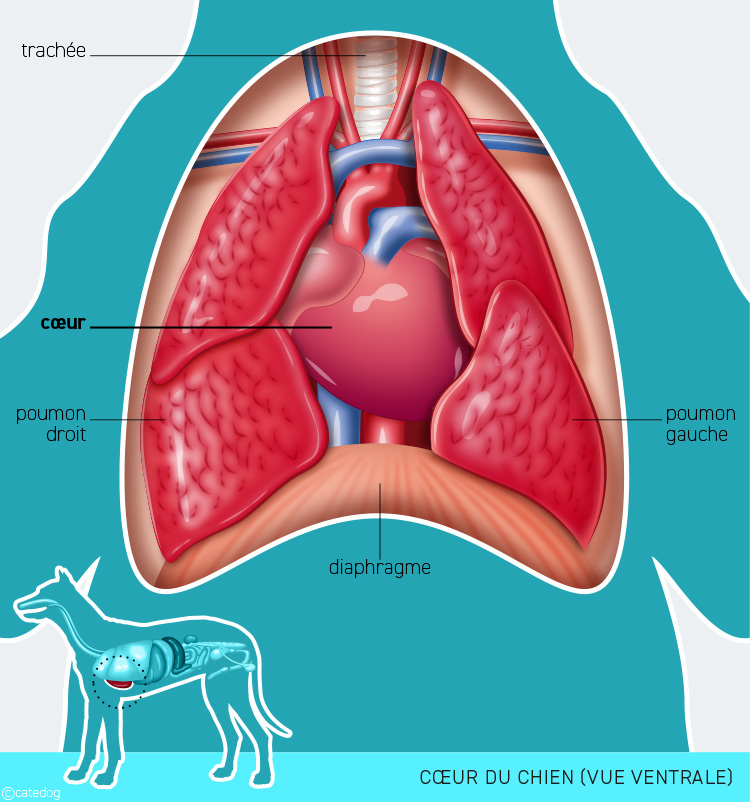 Anatomie cardiovasculaire et cœur du chien