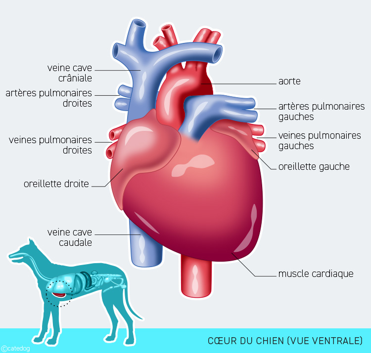 Anatomie cardiovasculaire et cœur du chien