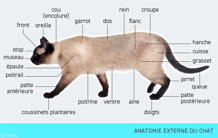 Anatomie externe du chat
