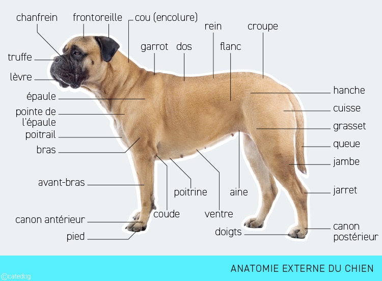 Anatomie externe du chien