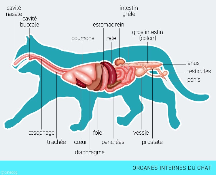 Anatomie interne et organes du chat