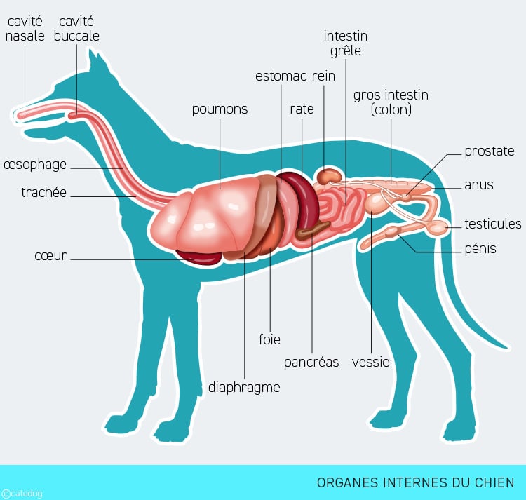 Anatomie interne et organes du chien