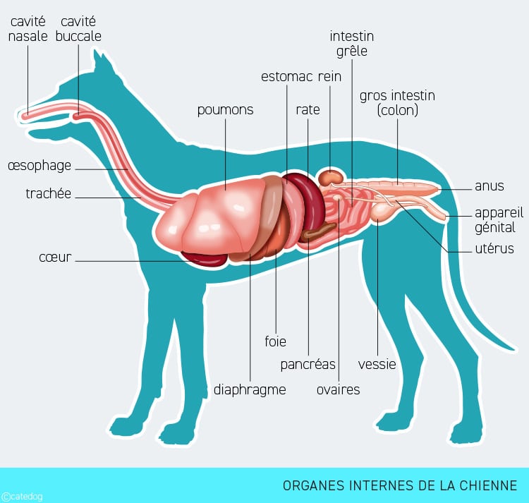 Anatomie interne et organes de la chienne