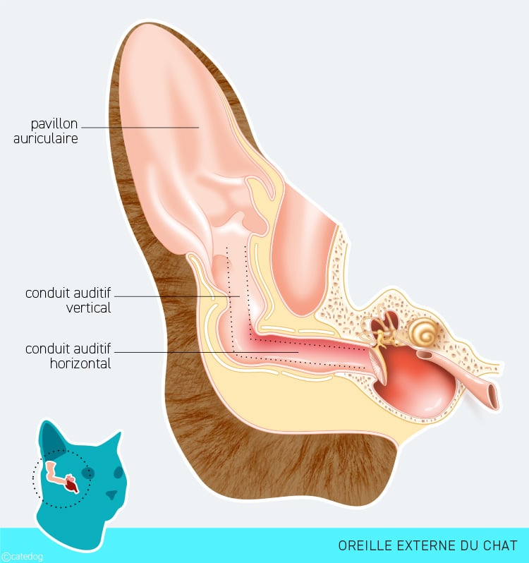 Anatomie de l'oreille externe du chat