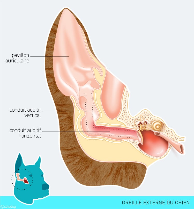 Anatomie de l'oreille externe du chien