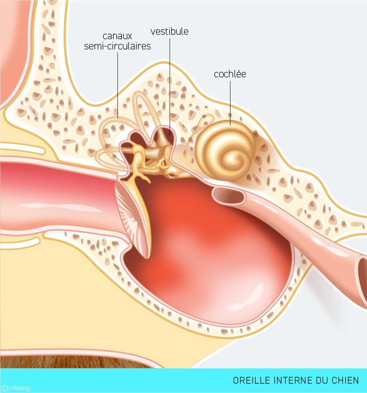 Anatomie de l'oreille interne du chien