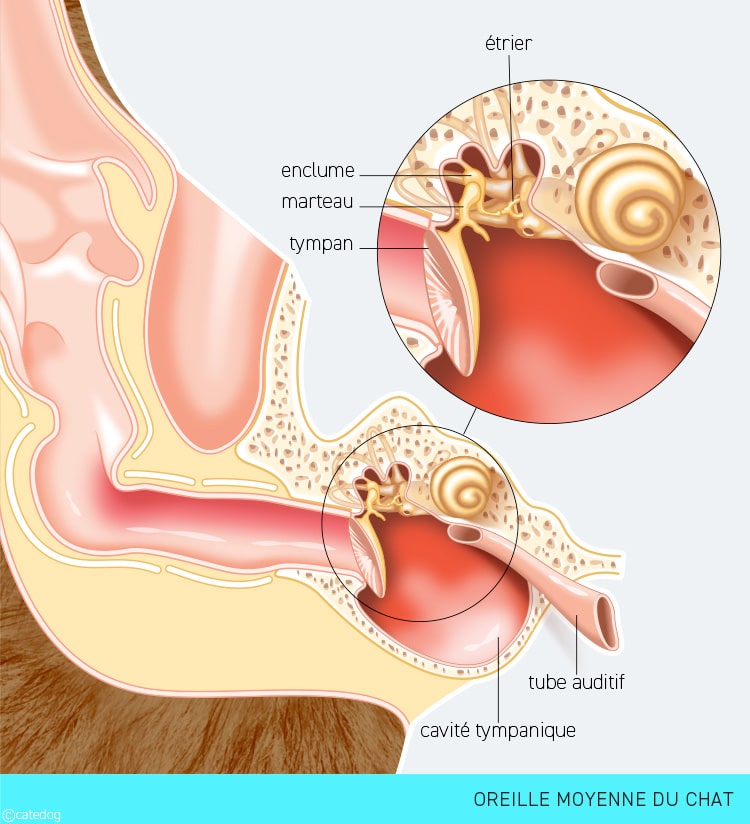 Anatomie de l'oreille moyenne du chat