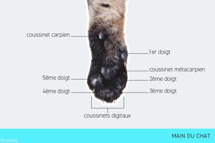 Anatomie de la patte et main du chat