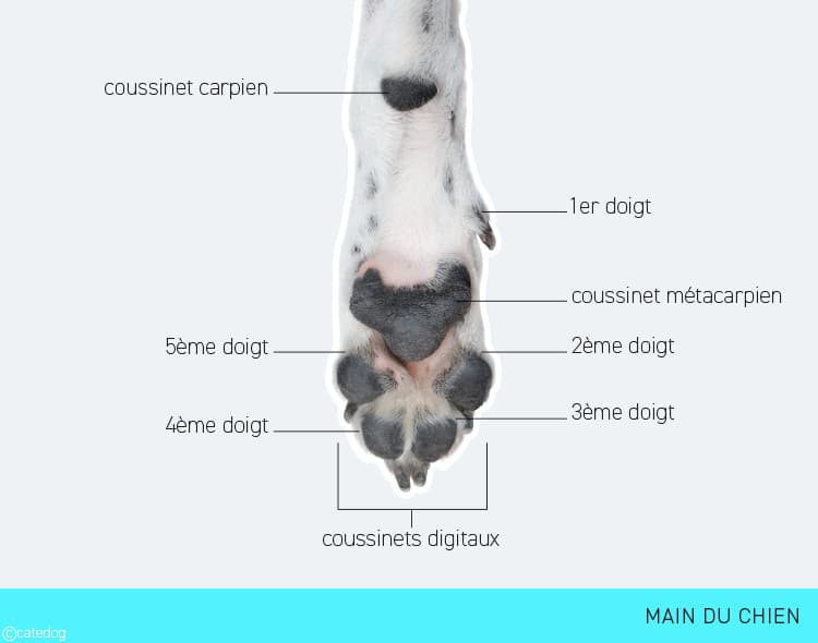 Anatomie de la patte et main du chien