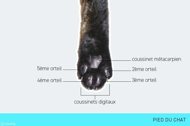 Anatomie de la patte et pied du chat