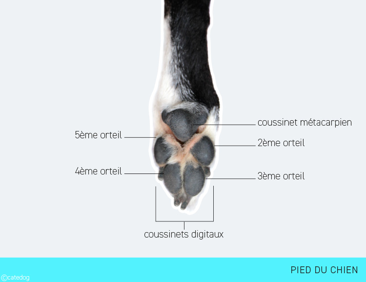 Anatomie de la patte et pied du chien