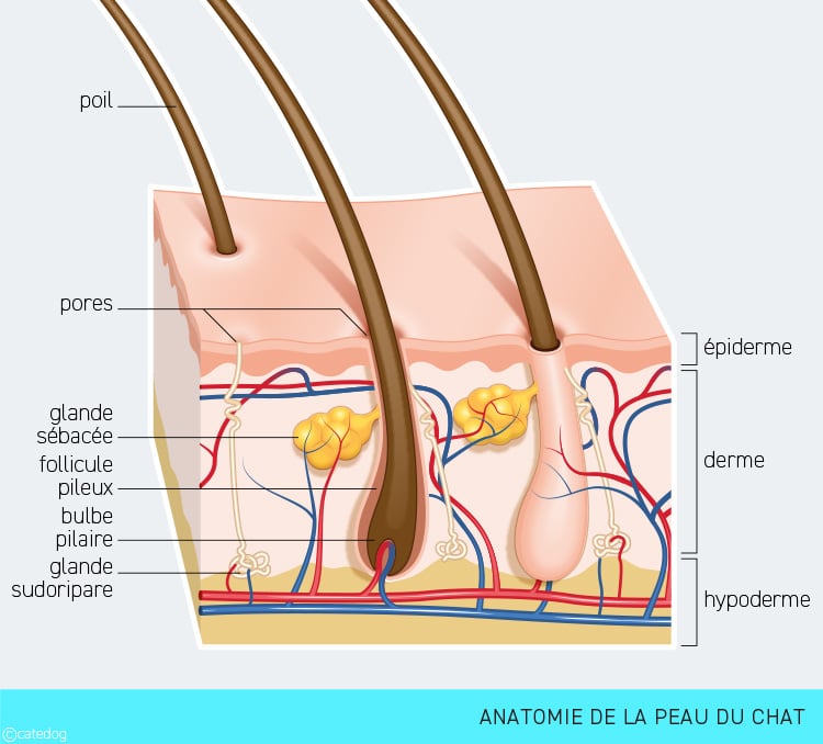 Anatomie de la peau du chat