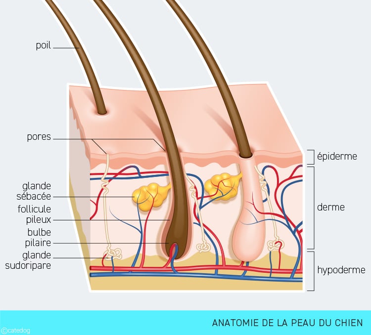 Anatomie de la peau du chien