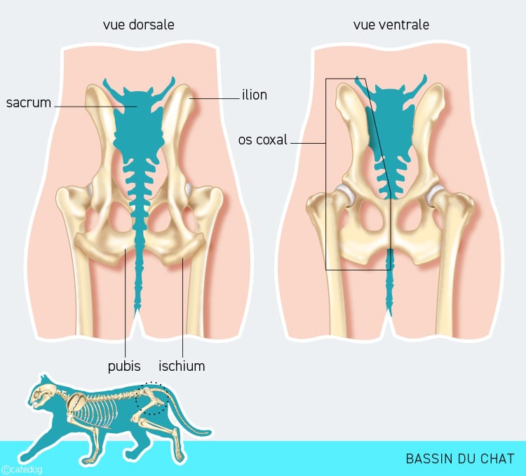 Anatomie du squelette et bassin du chat