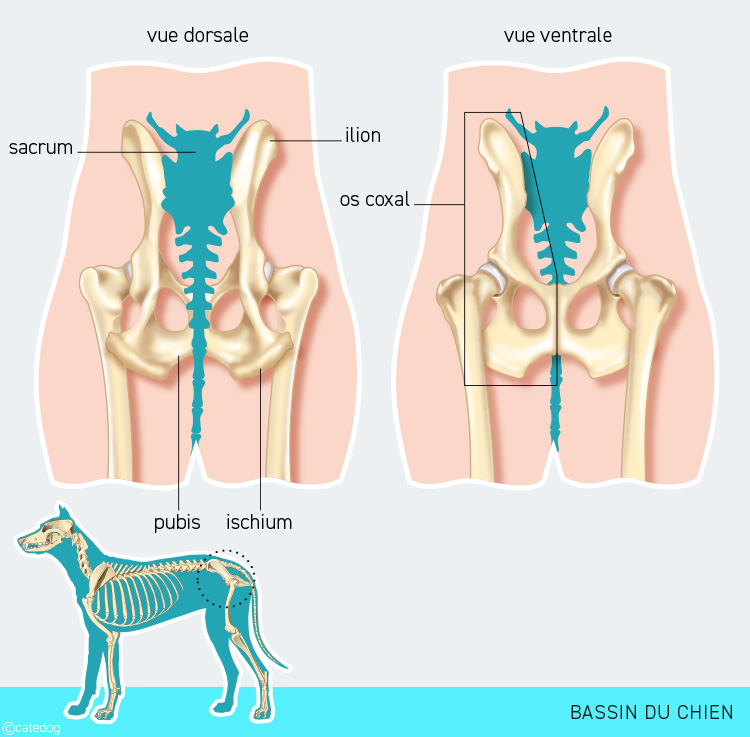 Anatomie du squelette et bassin du chien