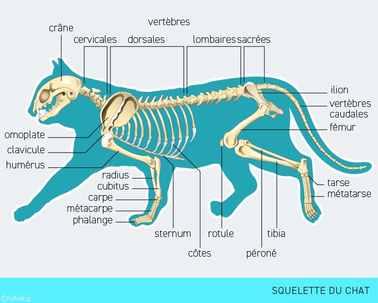 Anatomie du squelette du chat
