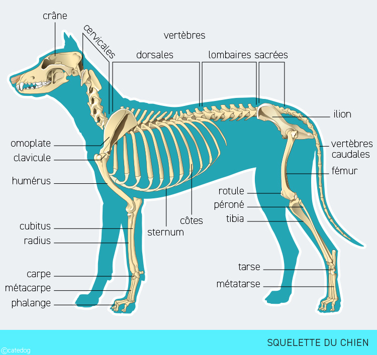 Anatomie du squelette du chien