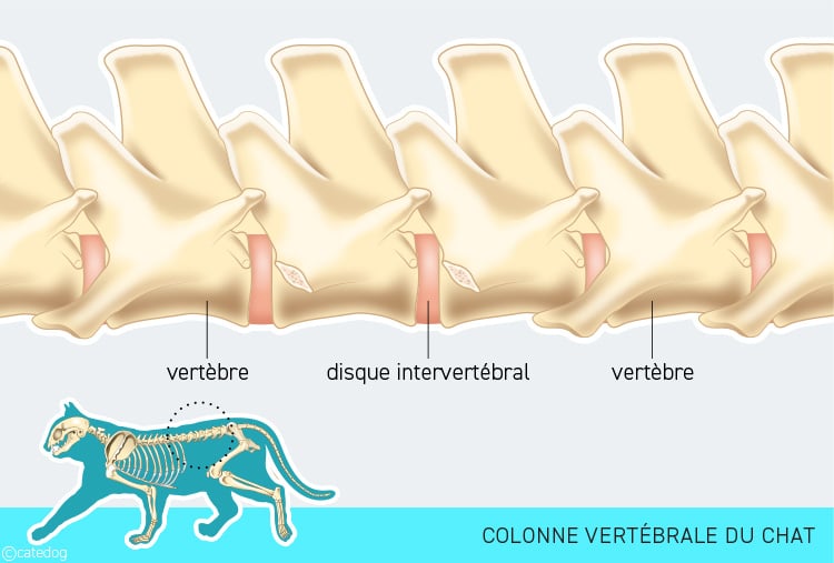 Anatomie du squelette et colonne vertébrale du chat