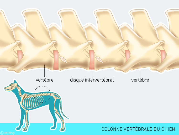 Anatomie du squelette et colonne vertébrale du chien
