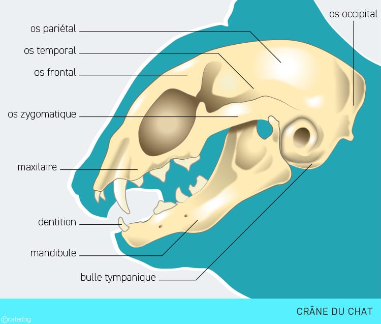 Anatomie du squelette et crâne du chat