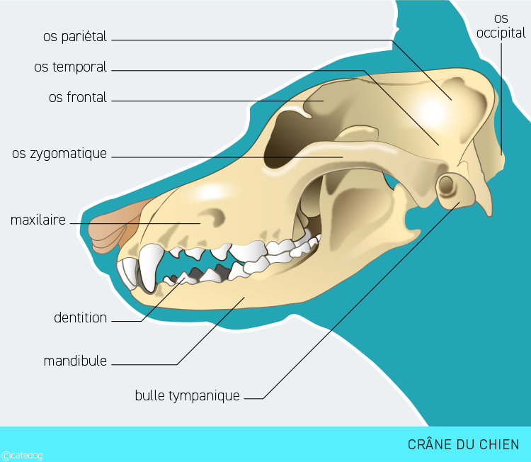 Anatomie du squelette et crâne du chien