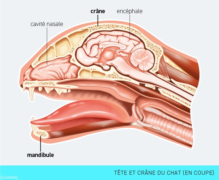 Anatomie du squelette et crâne du chat