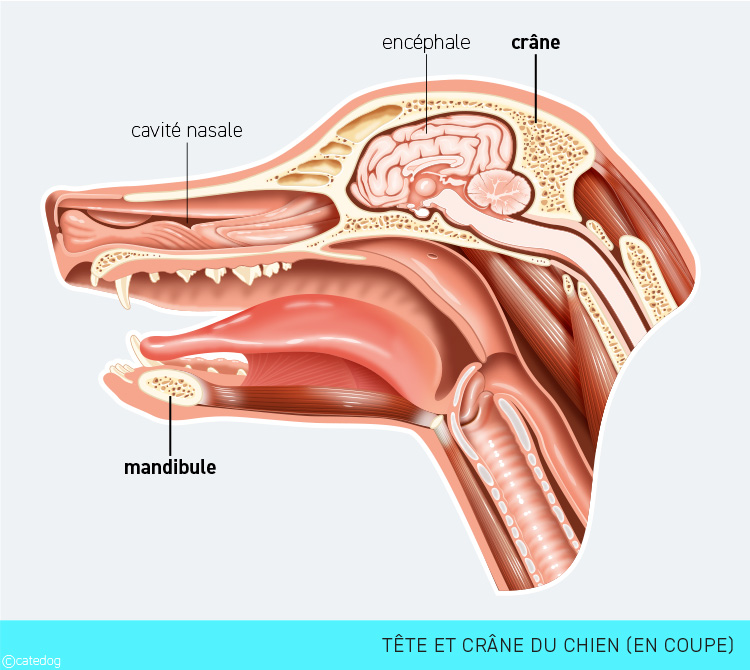 Anatomie du squelette et crâne du chien