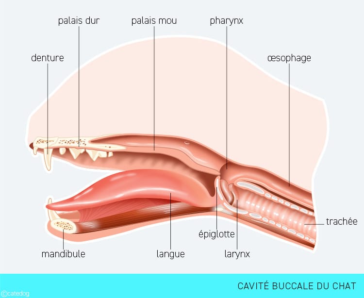 Système digestif et cavité buccale du chat