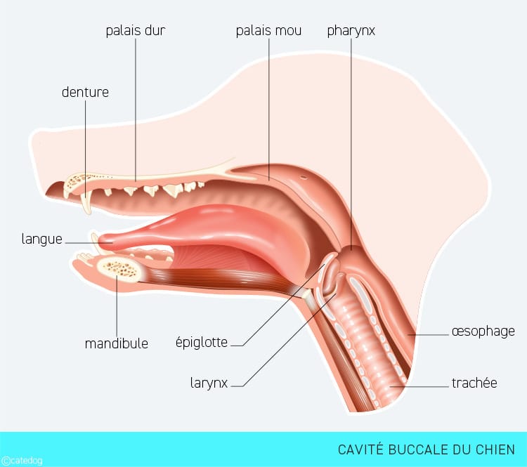 Système digestif et cavité buccale du chien