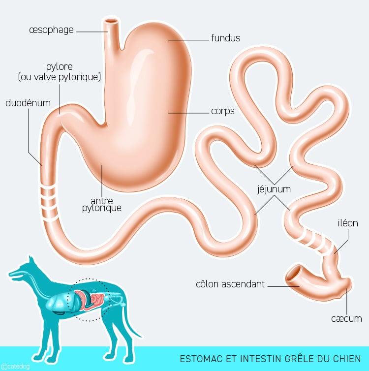 Système digestif, estomac et intestin grêle du chien