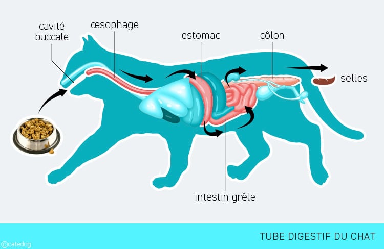 Système digestif et organes du chat