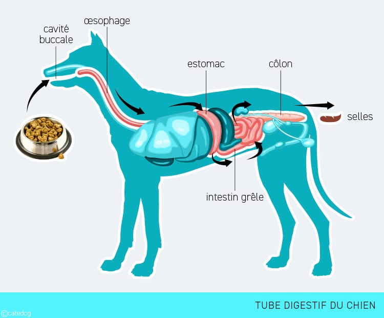 Système digestif et organes du chien