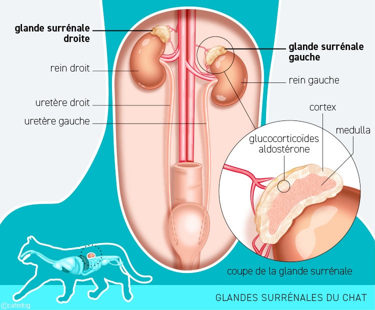 Anatomie du système endocrinien et glande surrénale du chat