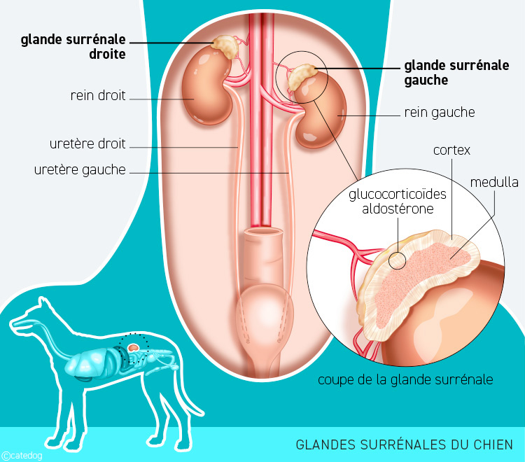 Anatomie du système endocrinien et glande surrénale du chien