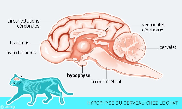 Anatomie du système endocrinien et hypophyse du chat