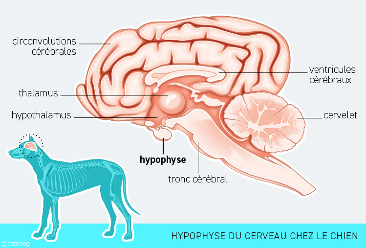 Anatomie du système endocrinien et hypophyse du chien