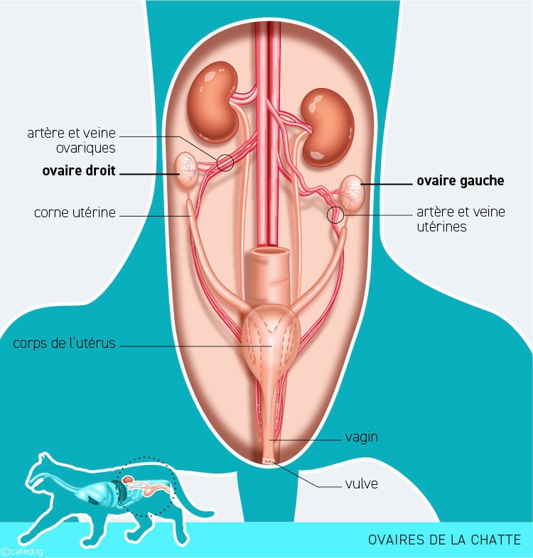 Anatomie du système endocrinien et ovaires de la chatte