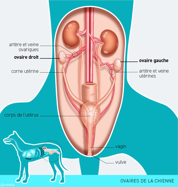 Anatomie du système endocrinien et ovaires de la chienne