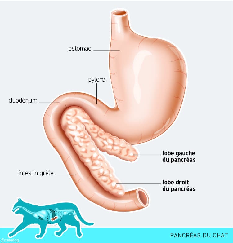 Anatomie du système endocrinien et pancréas du chat