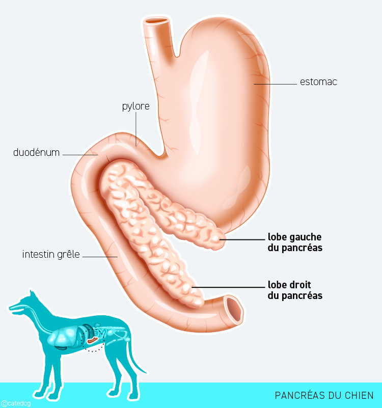 Anatomie du système endocrinien et pancréas du chien