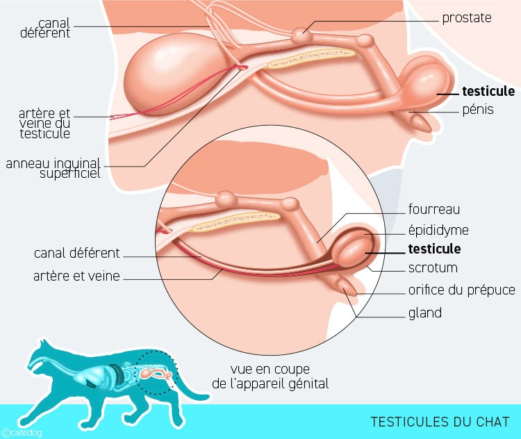 Anatomie du système endocrinien et testicules du chat