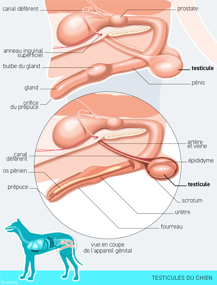 Anatomie du système endocrinien et testicules du chien