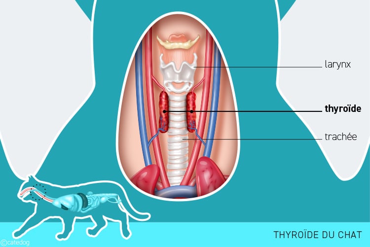 Anatomie du système endocrinien et thyroïde du chat