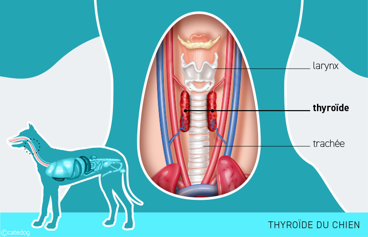 Anatomie du système endocrinien et thyroïde du chien