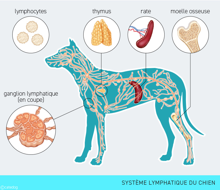 Anatomie du système lymphatique du chien